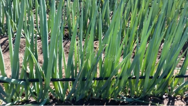 蔥滿滿黑龍江齊齊哈爾美白鋼蔥大規模種植案例